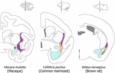 A Re-evaluation of the Anatomy of the Claustrum in Rodents and Primates—Analyzing the Effect of Pallial Expansion